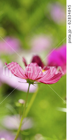 待受け画面　秋桜　赤　画面比率19:9 62834845