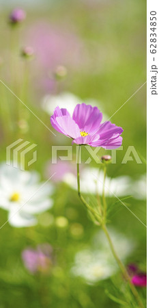 待受け画面　秋桜　ピンク　画面比率19:9 62834850