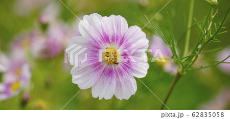 待受け画面 秋桜 白 ピンク 画面比率19:9 待受け画面 秋桜 白 ピンク 画面比率19:9 62835058