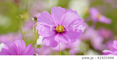 待受け画面 秋桜 ピンク 画面比率19:9 待受け画面 秋桜 ピンク 画面比率19:9 62835066