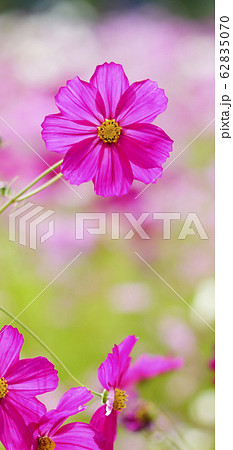 待受け画面 秋桜 ピンク 画面比率19:9 待受け画面 秋桜 ピンク 画面比率19:9 62835070