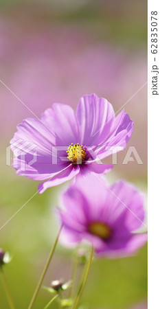 待受け画面 秋桜 ピンク 画面比率19:9 待受け画面 秋桜 ピンク 画面比率19:9 62835078