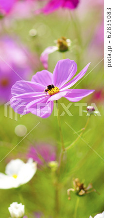 待受け画面　秋桜　ピンク　画面比率19:9 62835083