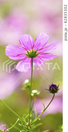 待受け画面 秋桜 ピンク 画面比率19:9 待受け画面 秋桜 ピンク 画面比率19:9 62835302