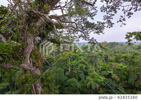 Amazon. Tropical Rainforest. Jungle Landscape. Amazon. Tropical Rainforest. Jungle Landscape. 62835360