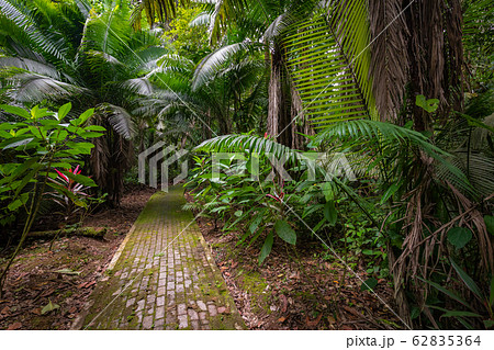 Amazon. Tropical Rainforest. Jungle Landscape. 62835364