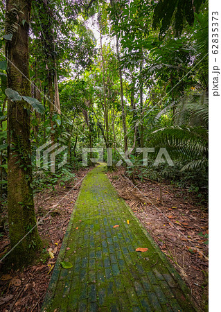 Amazon. Tropical Rainforest. Jungle Landscape. 62835373