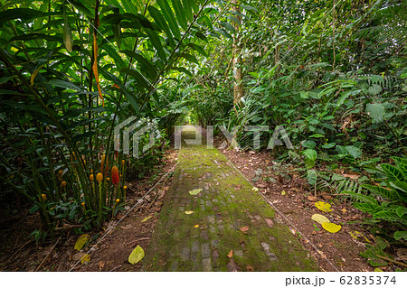 Amazon. Tropical Rainforest. Jungle Landscape. 62835374