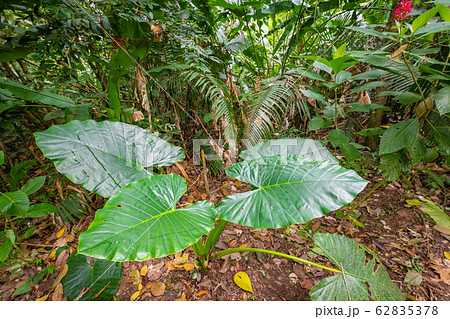 Amazon. Tropical Rainforest. Jungle Landscape. Amazon. Tropical Rainforest. Jungle Landscape. 62835378