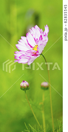 待受け画面 秋桜 ピンク 白 画面比率19:9 待受け画面 秋桜 ピンク 白 画面比率19:9 62835545