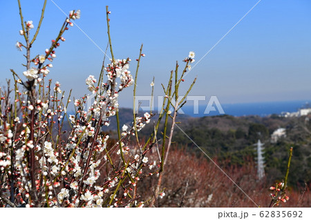 花と青空と海 62835692