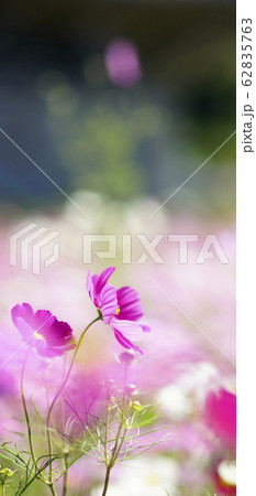 待受け画面 秋桜 ピンク 画面比率19:9 待受け画面 秋桜 ピンク 画面比率19:9 62835763
