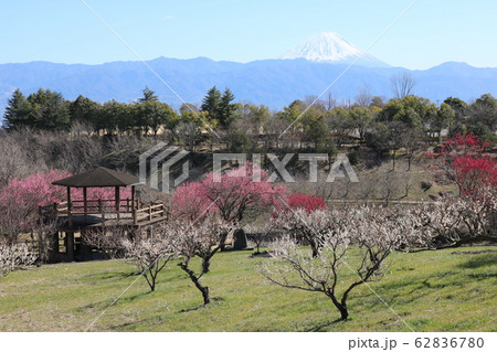 ■ 富士と梅の花 快晴 ■ 敷島総合公園 ■ 山梨県 甲斐市■ ■ 富士と梅の花 快晴 ■ 敷島総合公園 ■ 山梨県 甲斐市■ 62836780