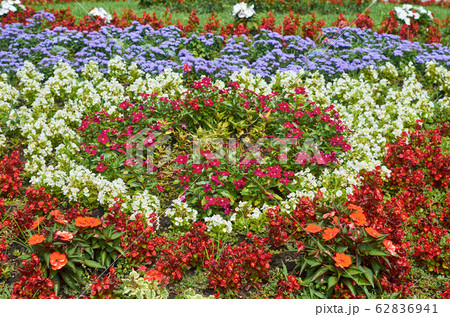 Colorful park flowers 62836941