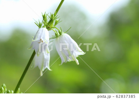 ツリガネニンジン 山野草 白い花 の写真素材