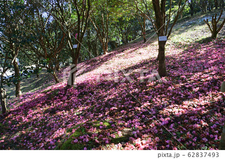 椿山森林公園 椿山森林公園 62837493