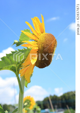 向日葵 向日葵 62837871