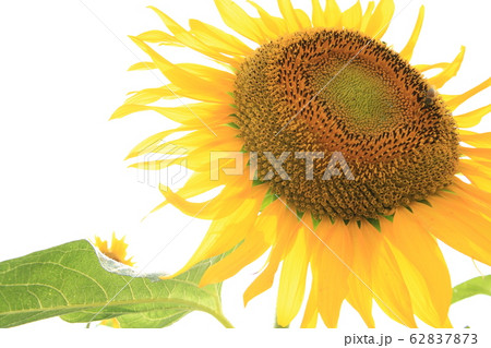 ヒマワリ ヒマワリ 62837873