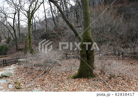 木 松 階段 62838417