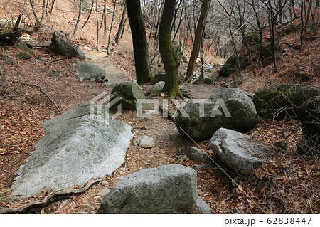 木 松 階段 62838447