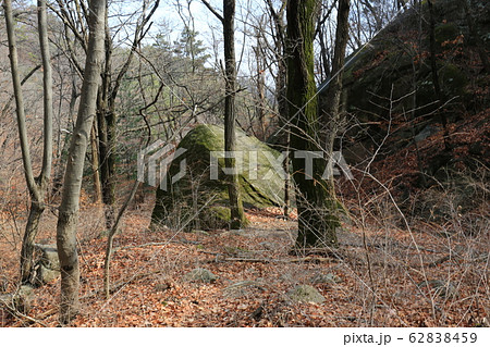 木 松 階段 62838459