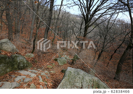 木 松 階段 62838466