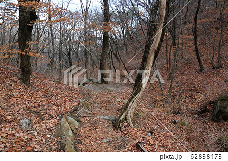 木 松 階段 62838473