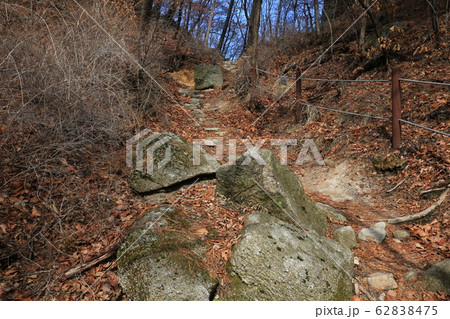 木 松 階段 62838475