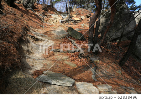 木 松 階段 62838496