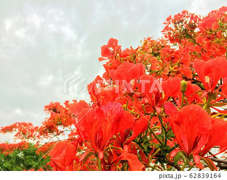 南国のオレンジの花 南国のオレンジの花 62839164