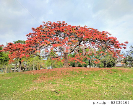 南国の大木 オレンジの花の写真素材