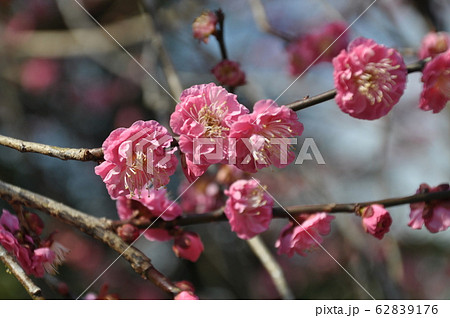 北野天満宮 きれいな紅梅 北野天満宮 きれいな紅梅 62839176