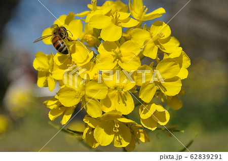 和歌山・南部梅林 菜の花とミツバチ 和歌山・南部梅林 菜の花とミツバチ 62839291