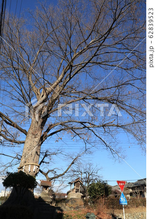 埼玉県秩父市山神宮の大欅 埼玉県秩父市山神宮の大欅 62839523