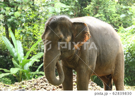 Tamed Elephant in jungle deep forest for Tourism 62839830