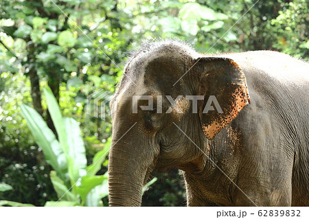 Tamed Elephant in jungle deep forest for Tourism 62839832