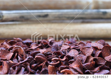 Dried Betel nutDried Betel nut, bamboo background, Dried Betel nutDried Betel nut, bamboo background, 62840037