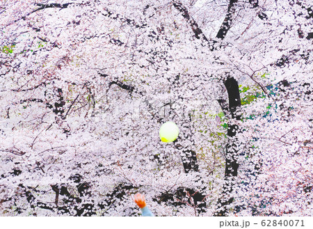 桜満開の公園 桜満開の公園 62840071