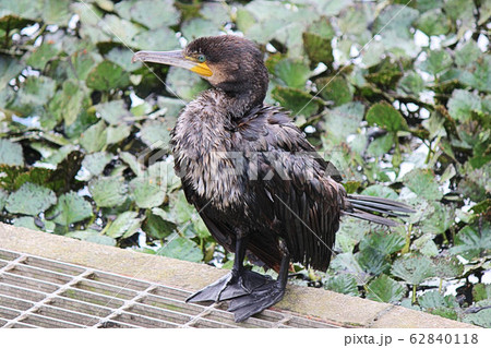 【野鳥】カワウ　河鵜　堺市の都市公園にて 62840118