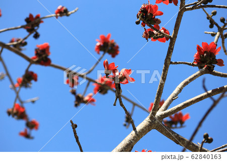 a Silk Cotton Bombax ceiba Semal Tree Blooming. a Silk Cotton Bombax ceiba Semal Tree Blooming. 62840163