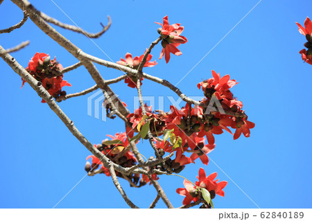 Branch of blossoming Bombax ceiba tree or Red Silk 62840189
