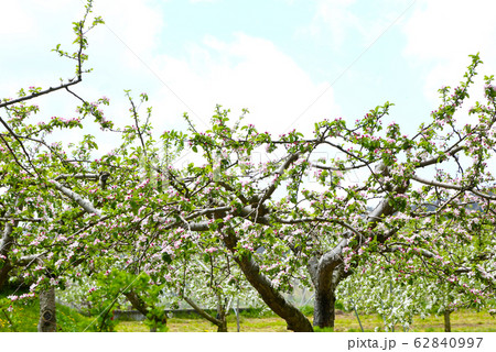 信州　春のリンゴ畑 62840997