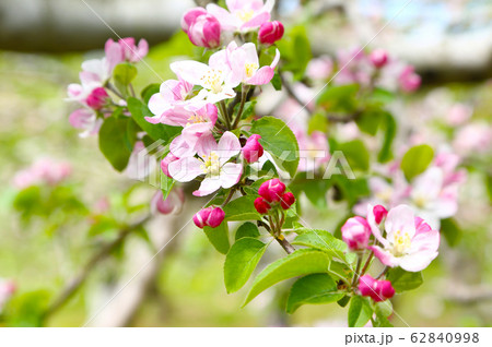 信州りんごの花 信州りんごの花 62840998