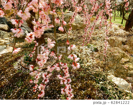 京都　北野天満宮　早春の梅 62841222
