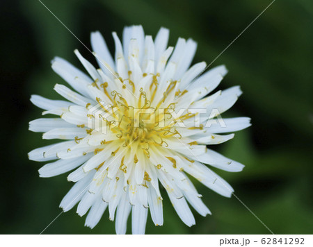 シロイタンポポの花 62841292