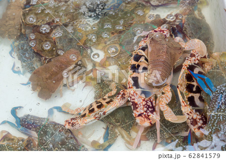 Thenus orientalis on crab : Flathead lobster, Lobster Moreton Bay bug, Oriental flathead lobster. Which is sold in the market for fresh seafood. 62841579