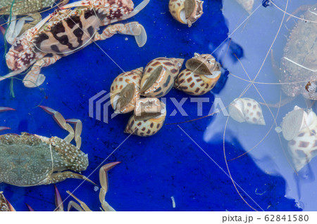 Spotted babylon or Babylon snail crawling to the water surface with bubbles from the air pump. Babylonia areolata culture in the fiberglass tank.  Sweet shellfish for sale at the sale. 62841580