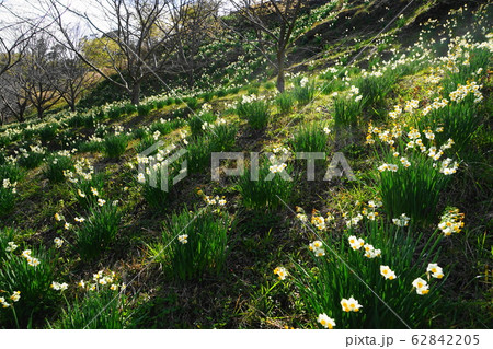 2月　鋸南76水仙園･佐久間ﾀﾞﾑ湖親水公園 62842205