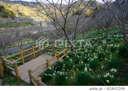 2月　鋸南75水仙園･佐久間ﾀﾞﾑ湖親水公園 62842206