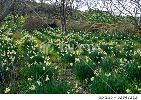 2月　鋸南70水仙園･佐久間ﾀﾞﾑ湖親水公園 62842212